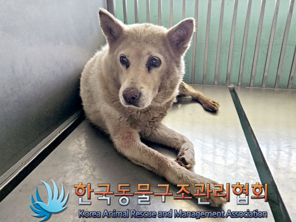 종료(자연사) 믹스…