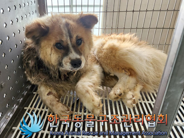 한국동물구조관리협회_441414202300533