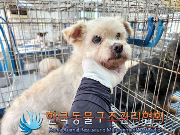 종료(안락사) 믹스…