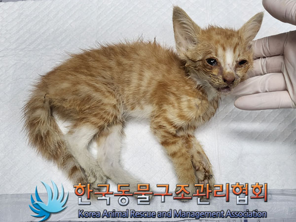 한국동물구조관리협회_441414202300535