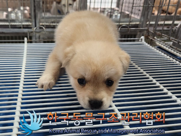 종료(안락사) 믹스…