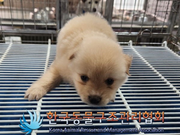 종료(안락사) 믹스…