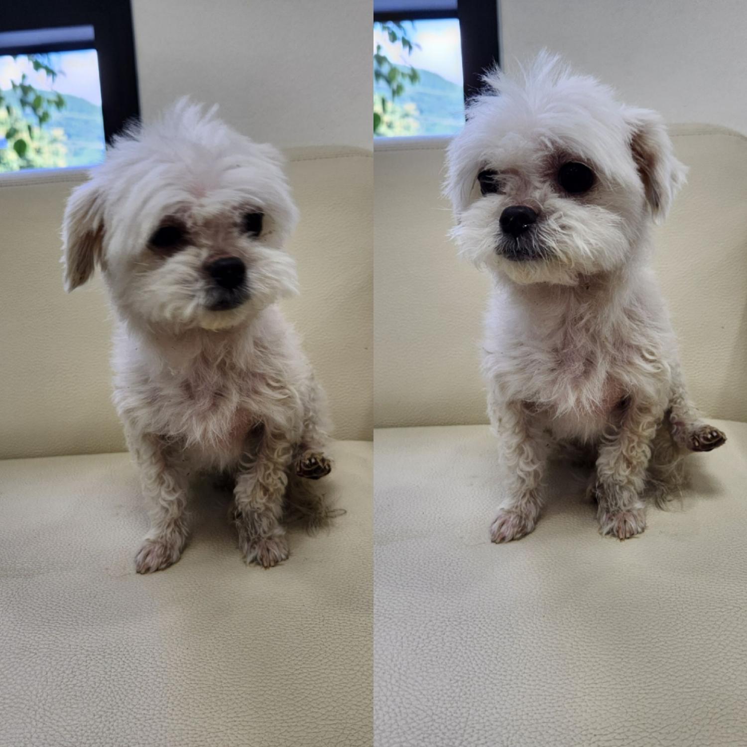 경주동물사랑보호센터_447505202300715