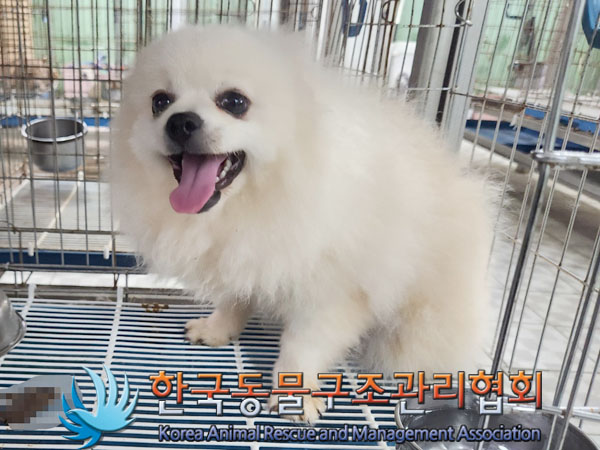 종료(입양) 포메라…