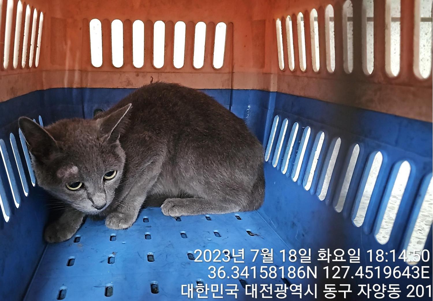 대전동물보호센터_430364202300231