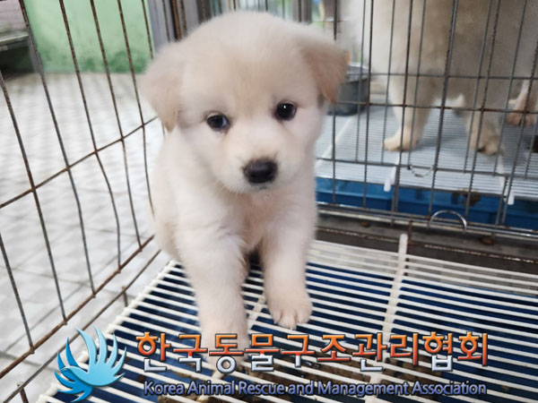 한국동물구조관리협회_441406202301066