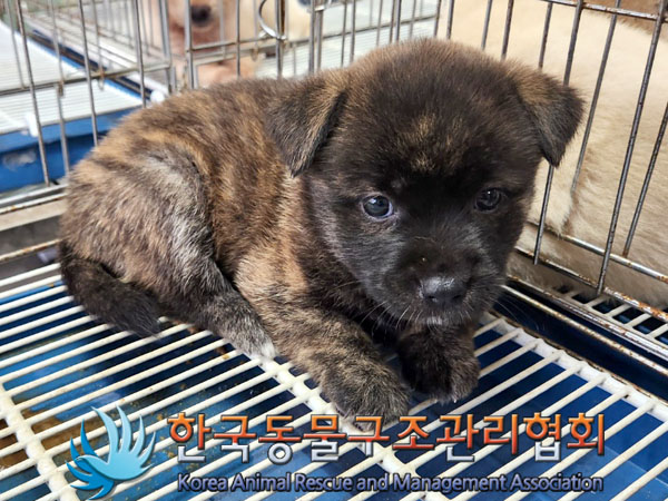 한국동물구조관리협회_441406202301070