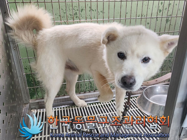 한국동물구조관리협회_441406202301074