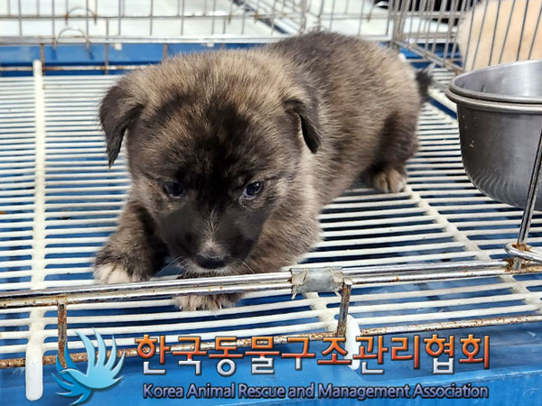 한국동물구조관리협회_441406202301069