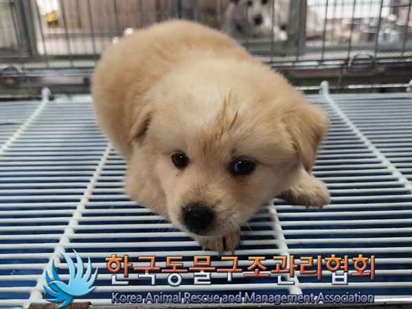 한국동물구조관리협회_441559202300786