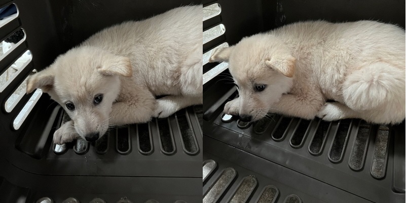 보호중 믹스견의 가…