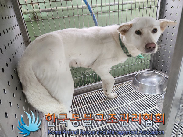 한국동물구조관리협회_441406202301072