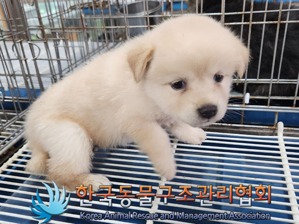 종료(안락사) 믹스…