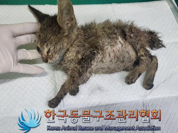 한국동물구조관리협회_411316202300519
