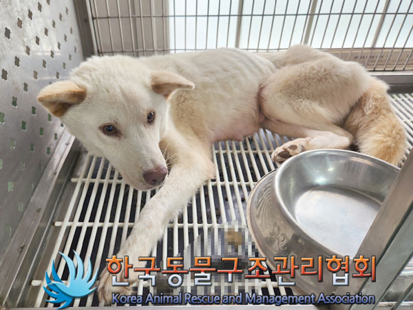 종료(안락사) 믹스…