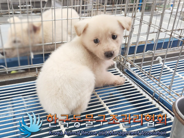 한국동물구조관리협회_441406202301077