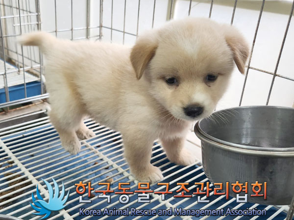 종료(안락사) 믹스…
