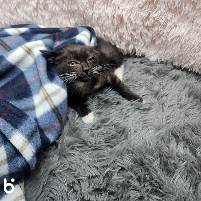 삼산종합동물병원_428354202301015