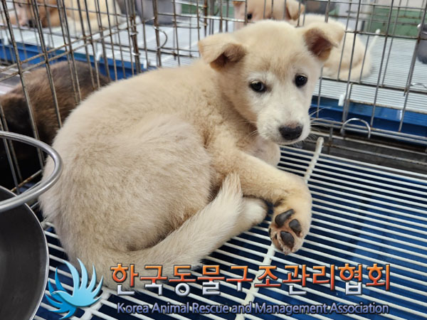 종료(안락사) 믹스…