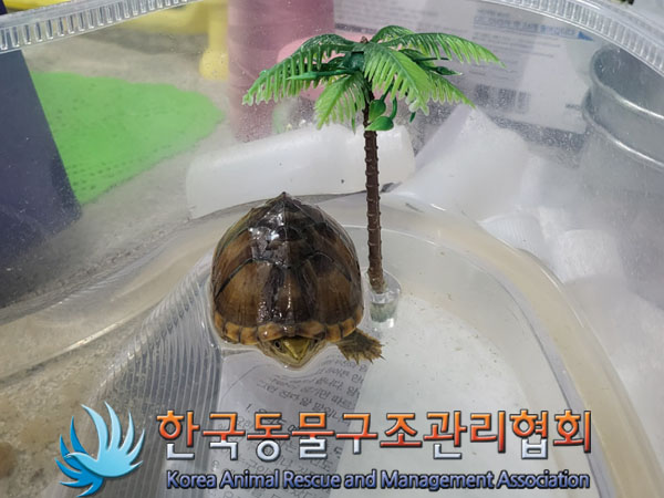 보호중 거북이의 가…