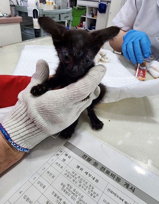 옥천동물병원_443443202300463