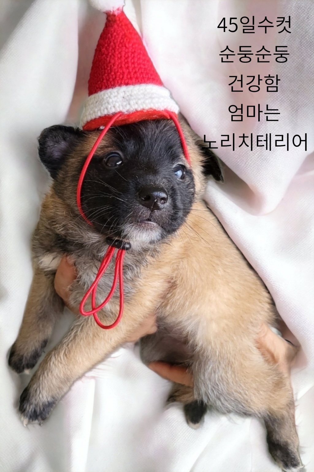 성주유기동물보호센터_447521202300243