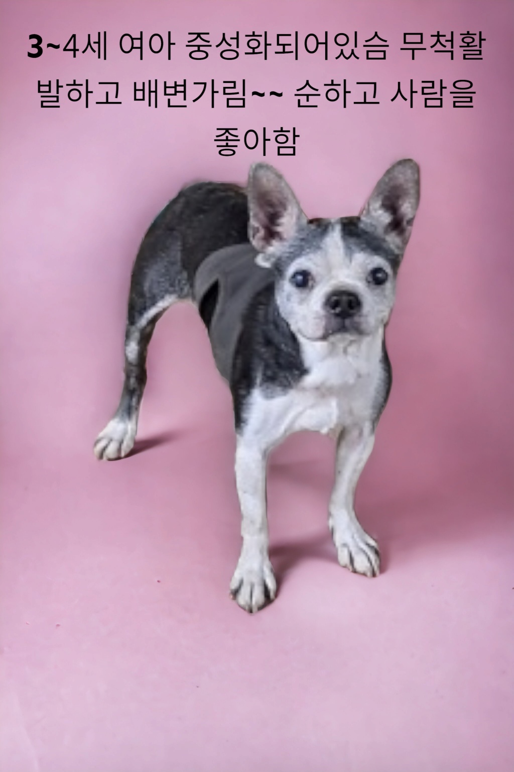 성주유기동물보호센터_447521202300247