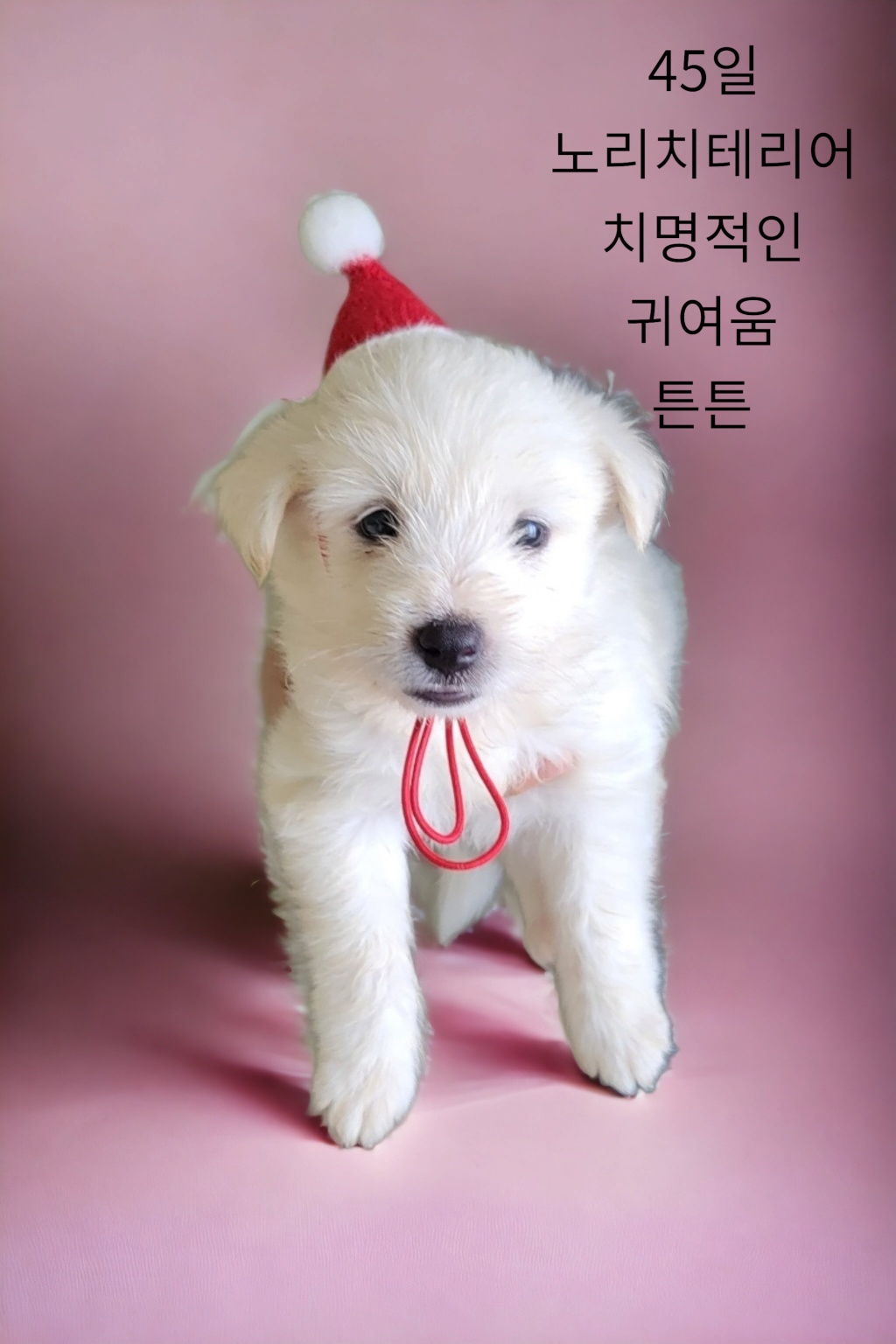 성주유기동물보호센터_447521202300244