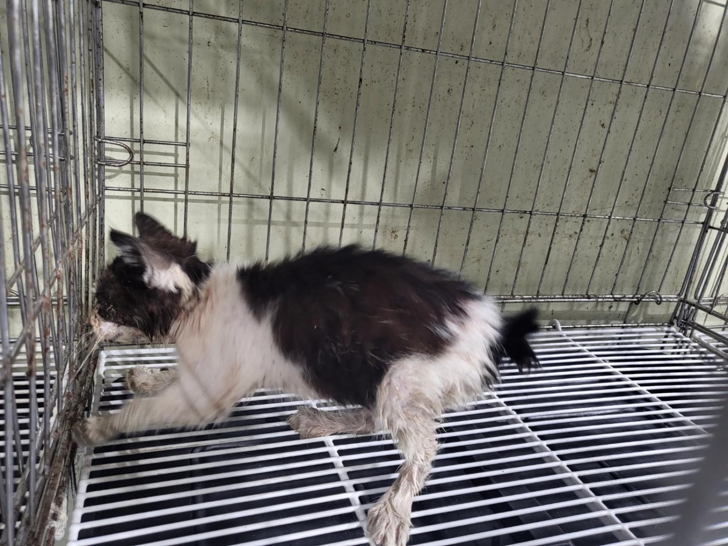 보호중 한국 고양이…