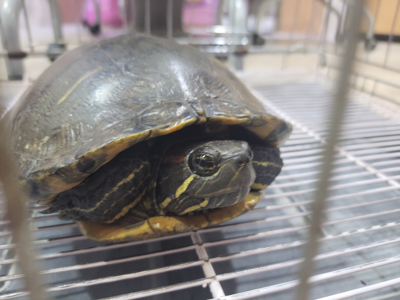 고양시동물보호센터_441394202301578