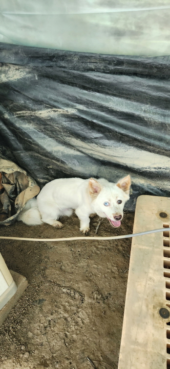 익산유기동물보호소_445468202301471