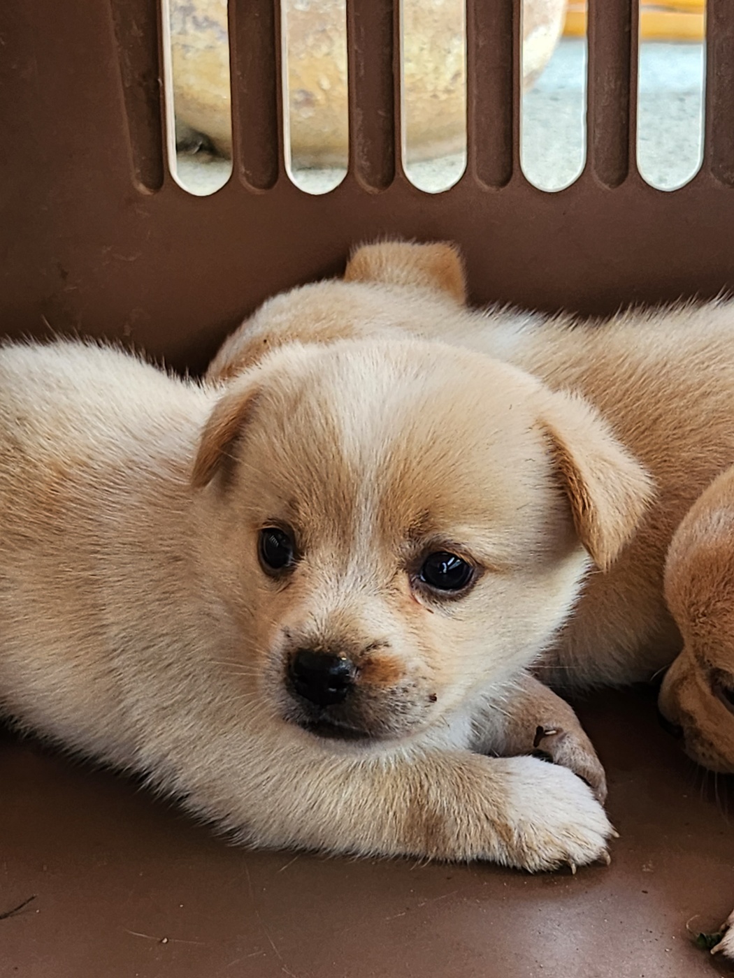 예산동물보호센터_444461202300478