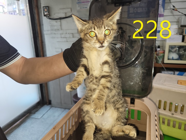 신영재동물병원_428355202300390