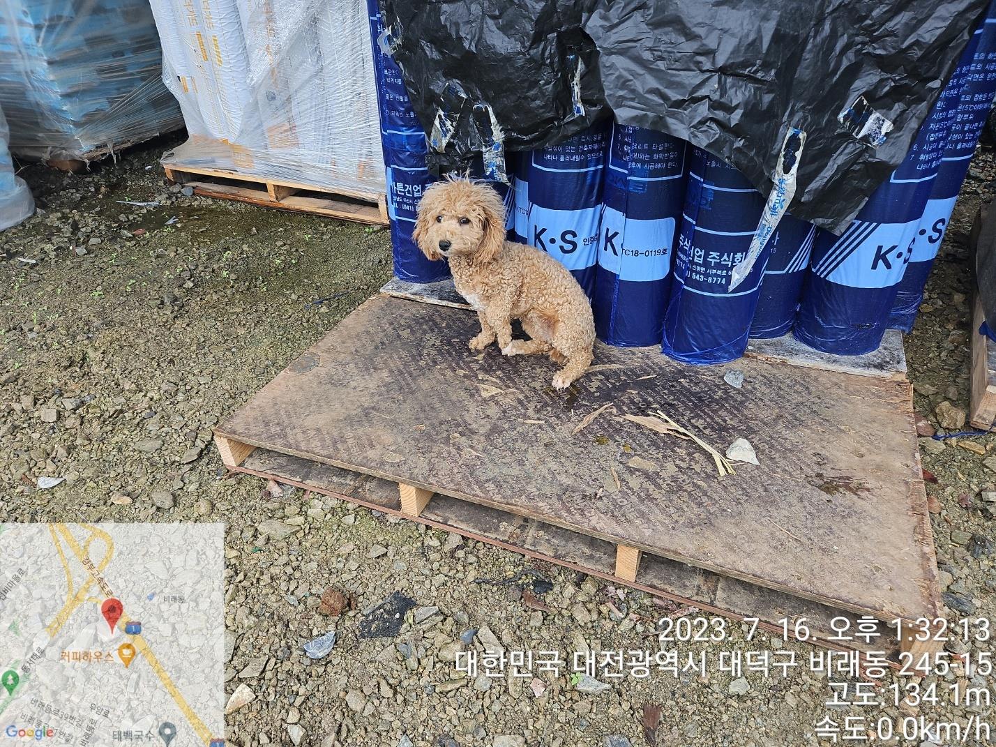 대전동물보호센터_430368202300369