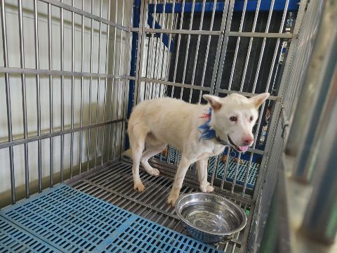 충주시동물보호센터_443439202300408