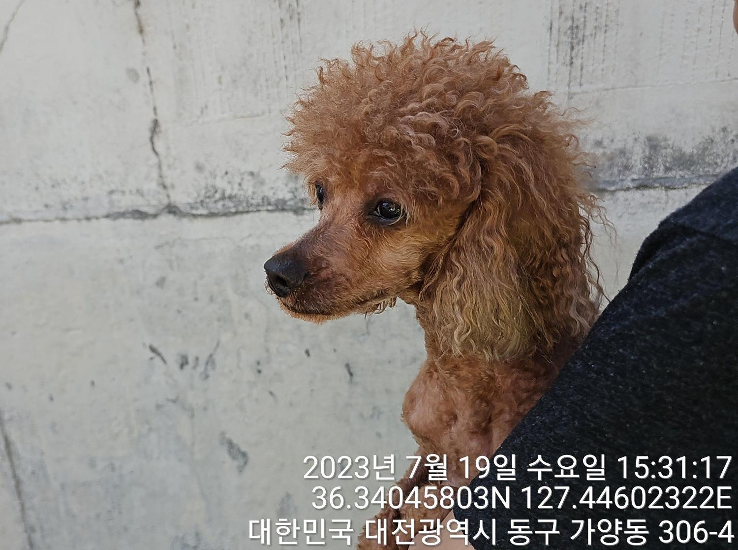 보호중 푸들의 가족…