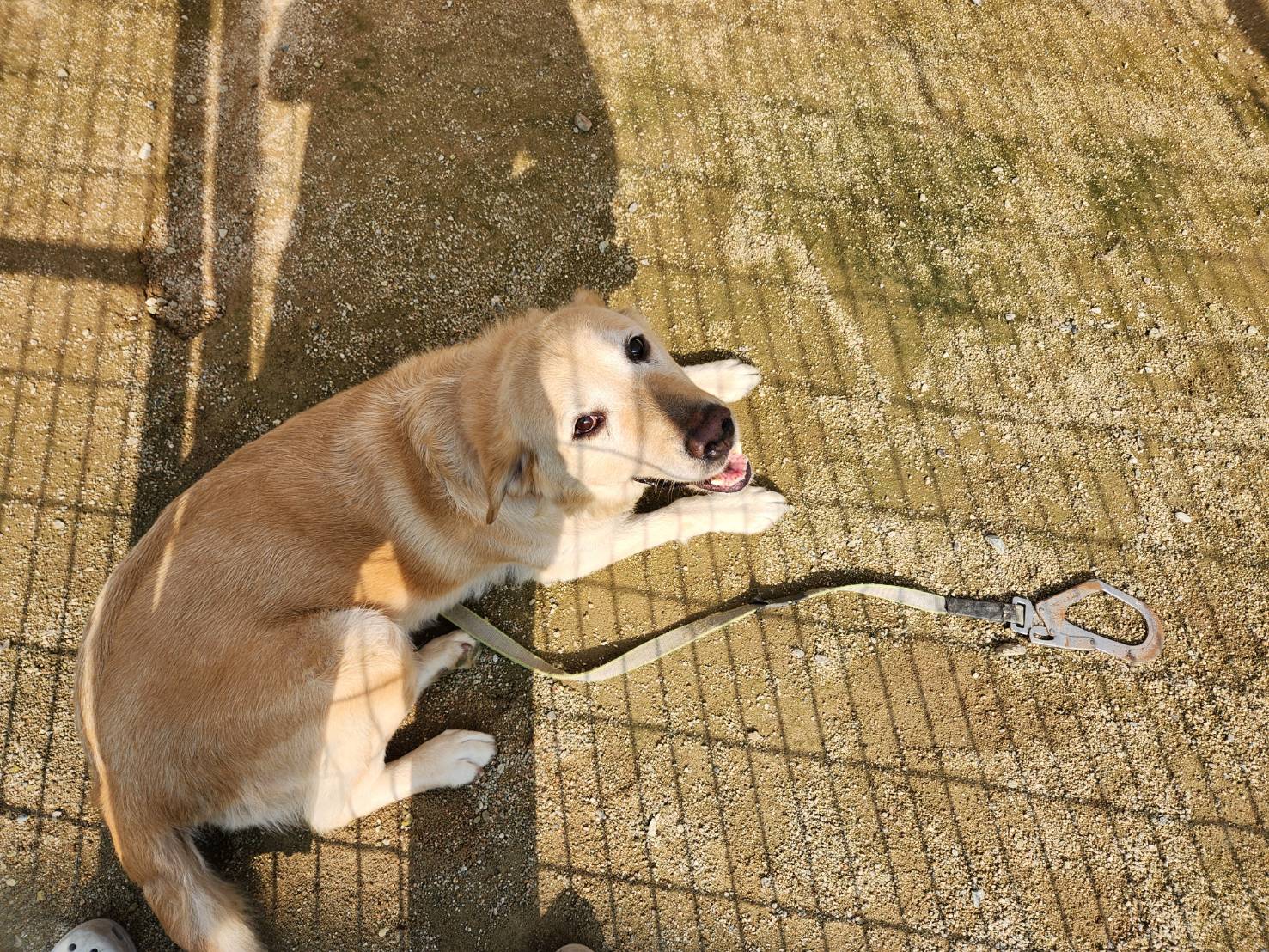한국야생동물보호협회_441393202301339