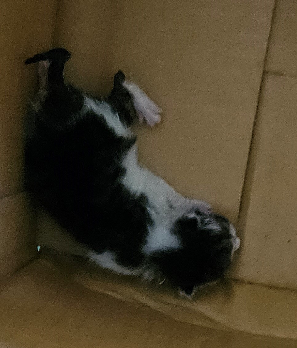 대구유기동물보호협회_427347202300679