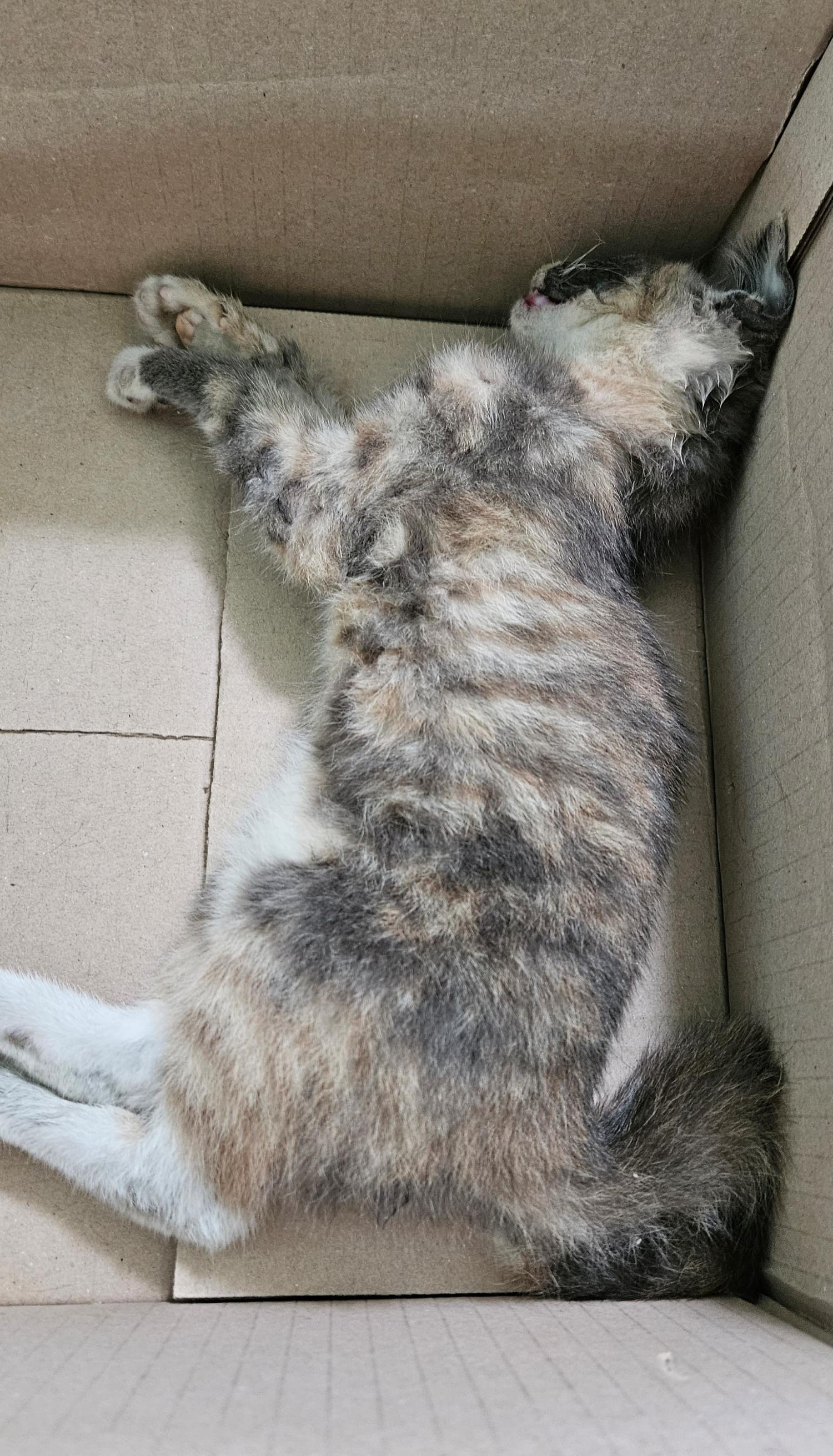 종료(자연사) 한국…