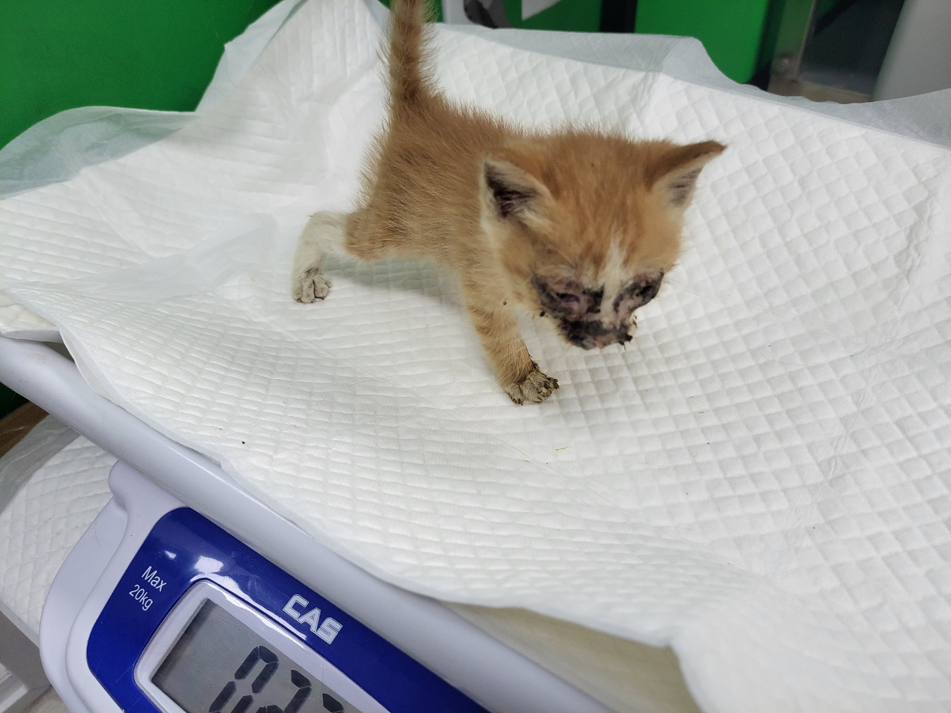 고양시동물보호센터_441394202301581