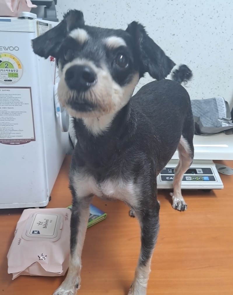 수원시 동물보호센터_441374202300760