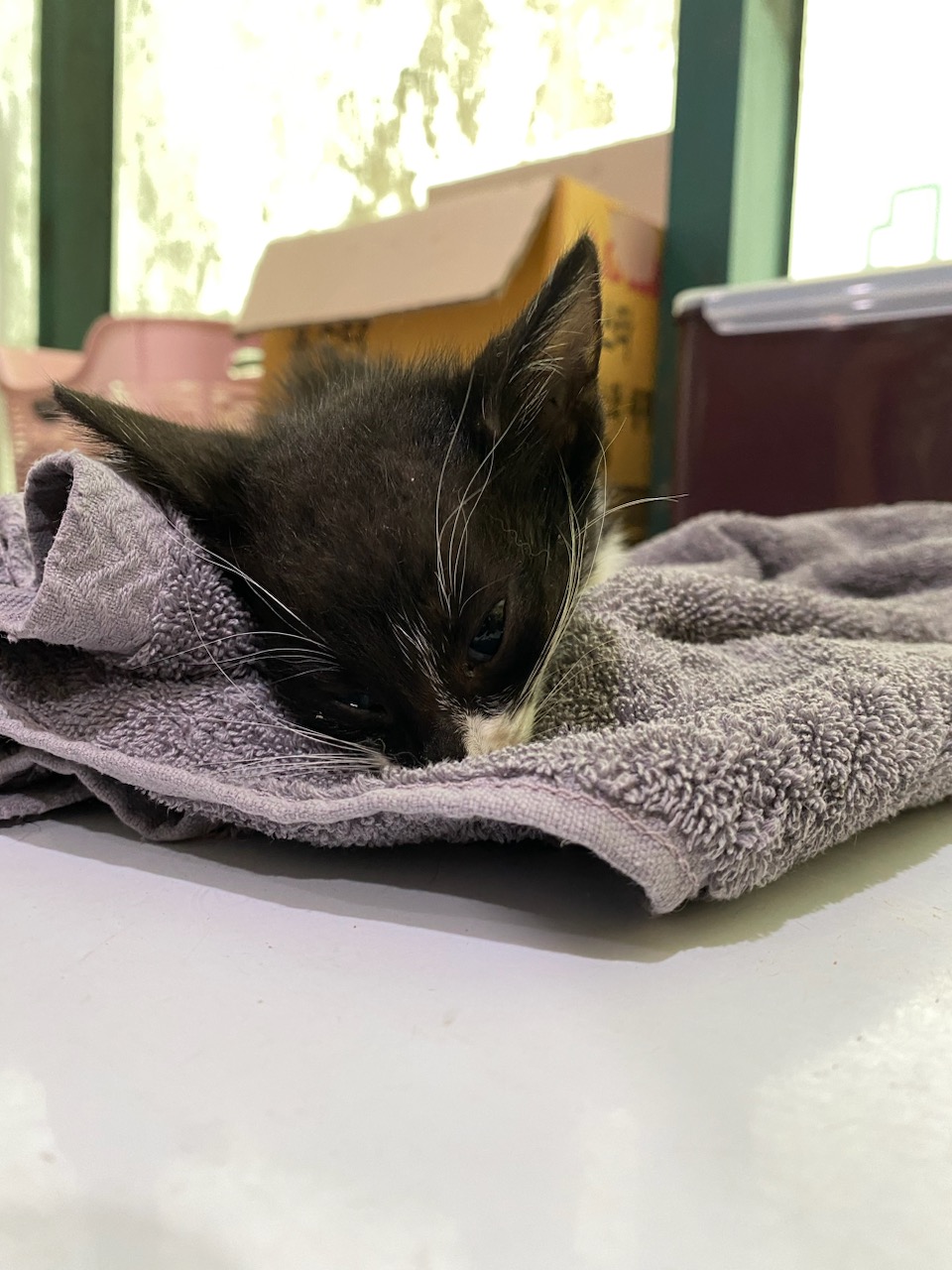 펫앤쉘터동물병원_441378202301315