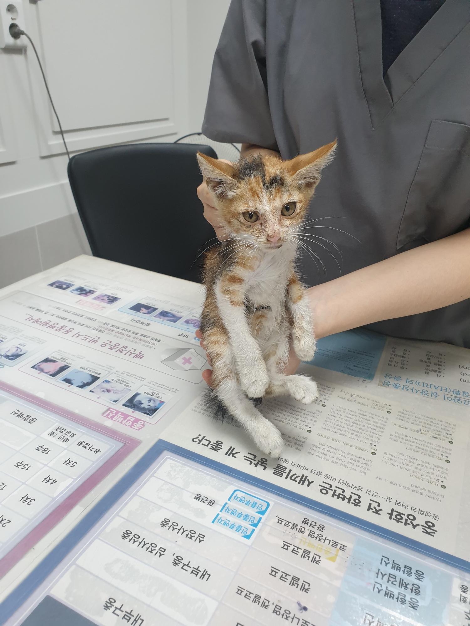 대구시수의사회(평리)_427343202300615