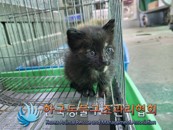 한국동물구조관리협회_411315202300479