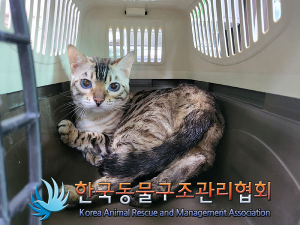 종료(입양) 벵갈의…