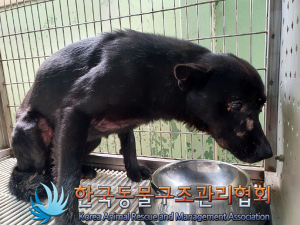 한국동물구조관리협회_441406202301080