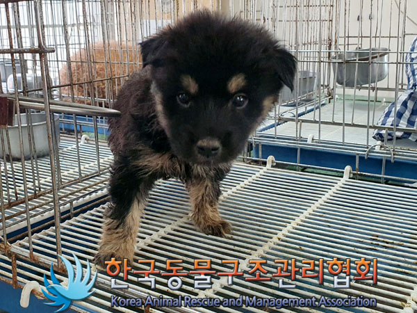 한국동물구조관리협회_441414202300538