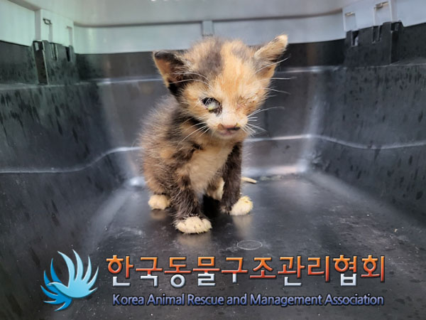 한국동물구조관리협회_411304202300471