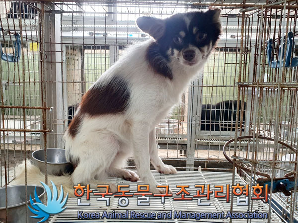 종료(안락사) 믹스…