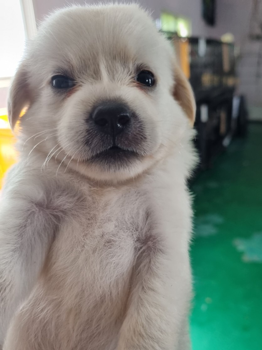 밀양시동물보호센터_448536202301603